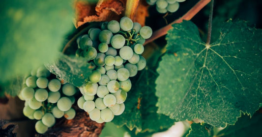 Aged Wine: Rarity and Value