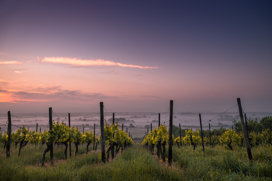 Pruning Techniques for Vineyard Success