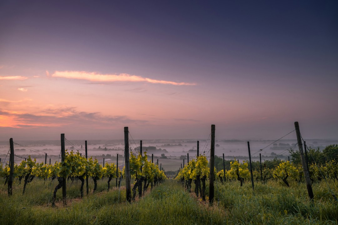 State-Specific Wine Laws in the United States