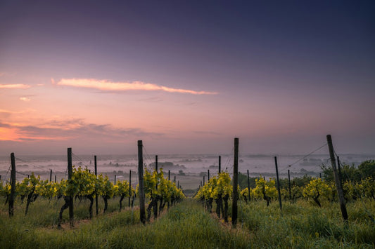 State-Specific Wine Laws in the United States