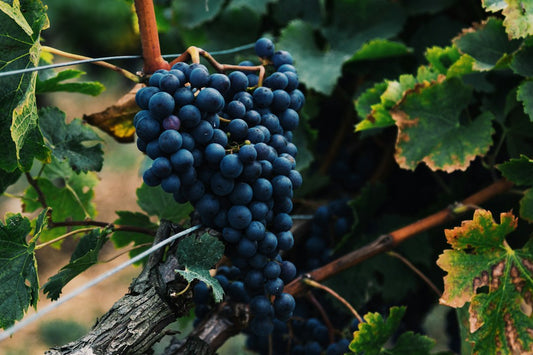 The Role of Climate in Vineyard Management