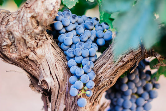 Wine Pairings for Vegan Dishes