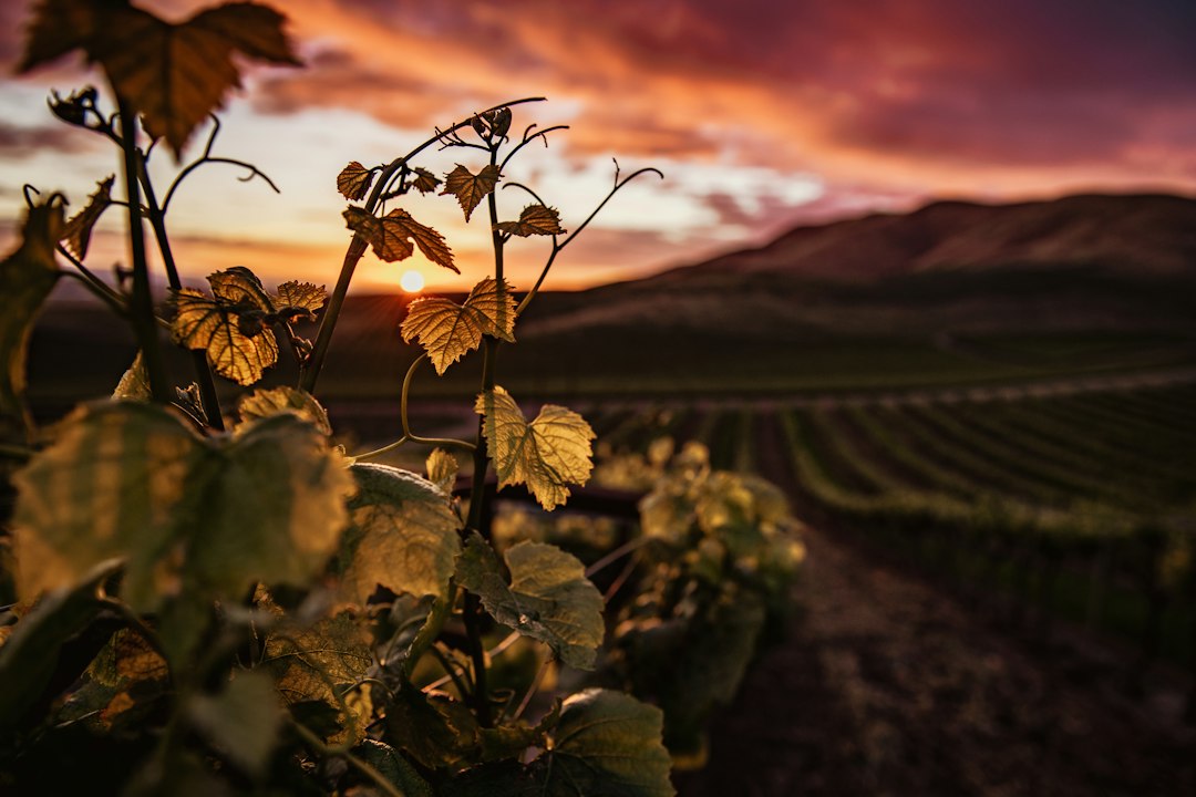 The Rise of American Sparkling Wines