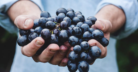 The History of Winemaking in Burgundy