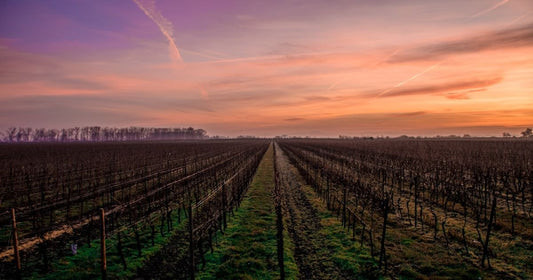 Why Some Red Wines Age Better