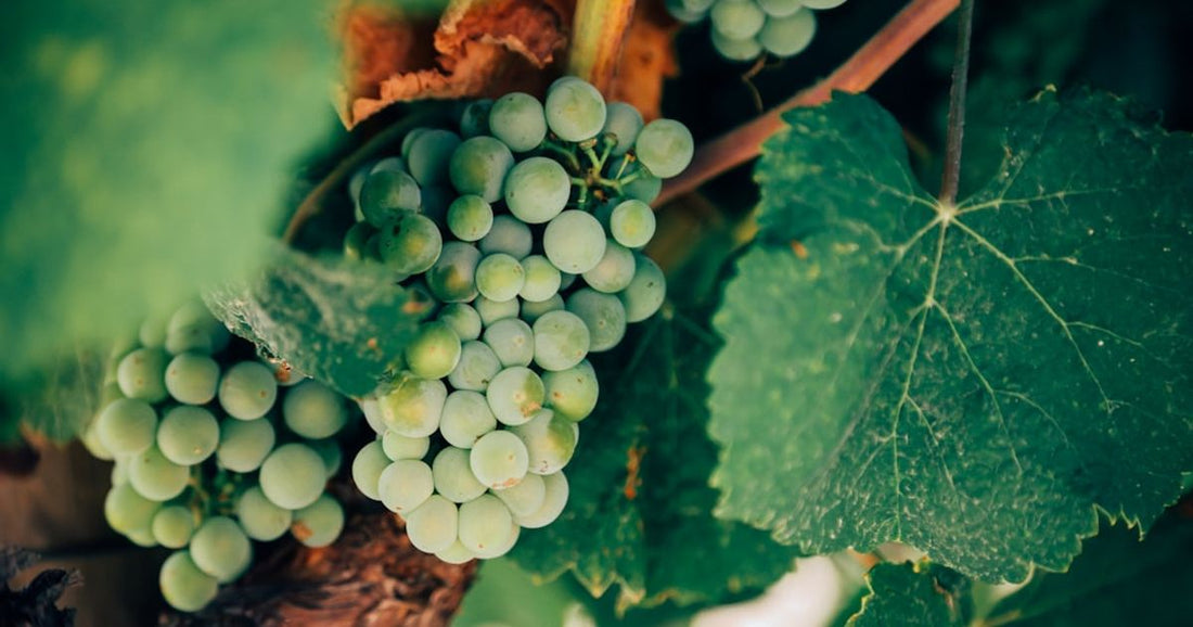 Discover Bordeaux: A Wine Lover's Paradise