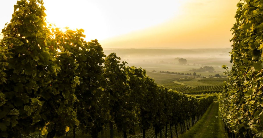 The Impact of Climate on Rare Wine Valuation