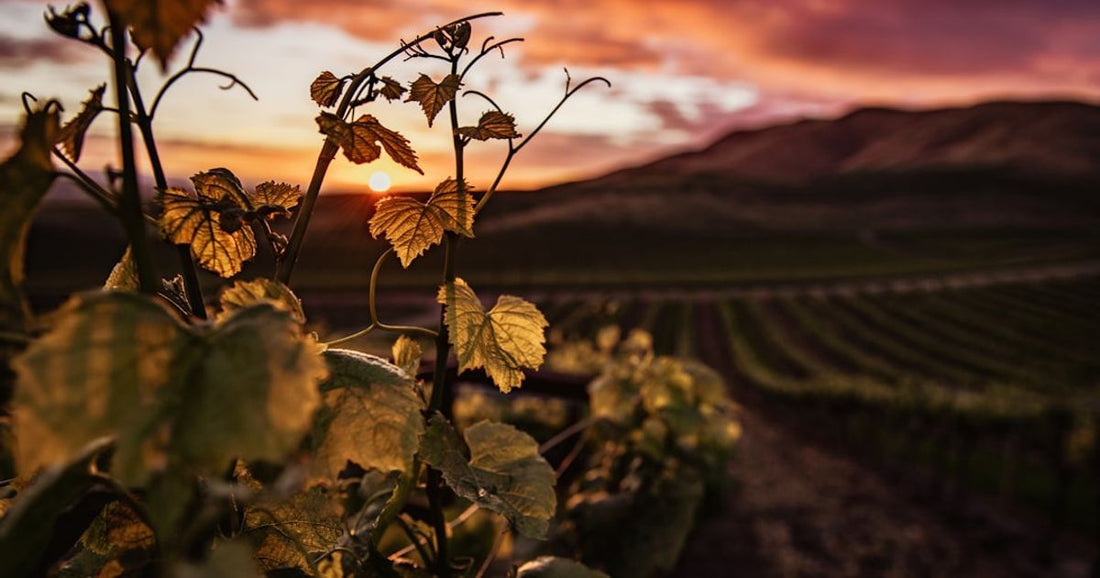 Optimizing Temperature for Wine Storage