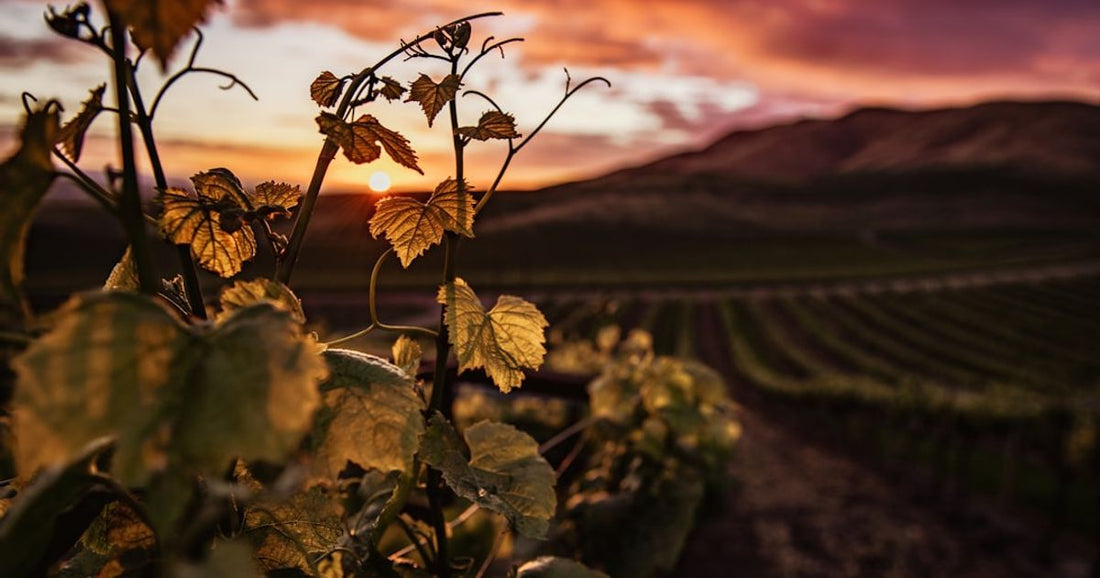 Combining Wine Tourism with Wellness Retreats