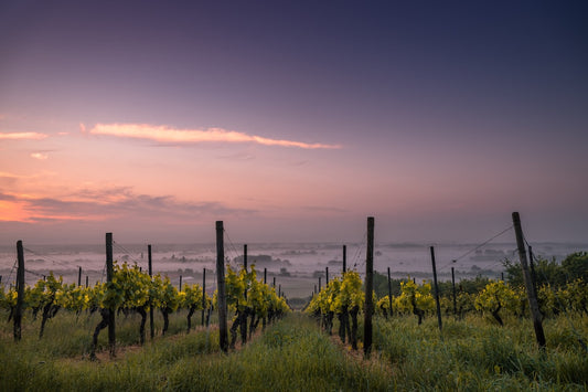 Pruning Techniques for Vineyard Success